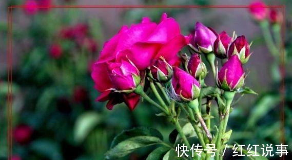 白莲|可以吃的花，种类很多但都不能生吃！