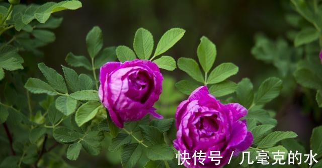 人养花，花亦养人！8种能“吃”的花，漂亮又美味，建议养一盆！
