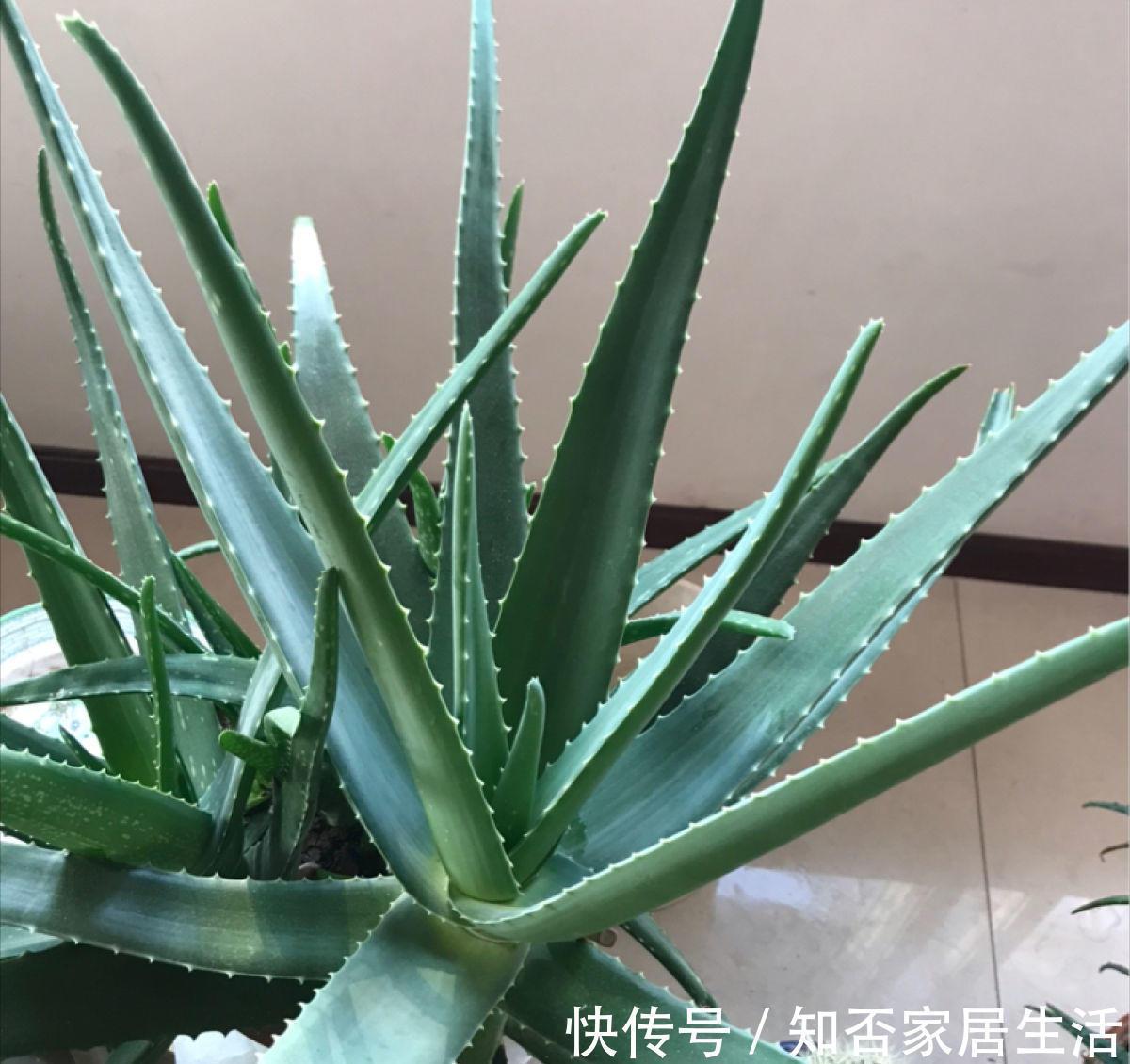 发财树|9种盆栽“耐阴王”,不见太阳也长得旺,养在家里超有范