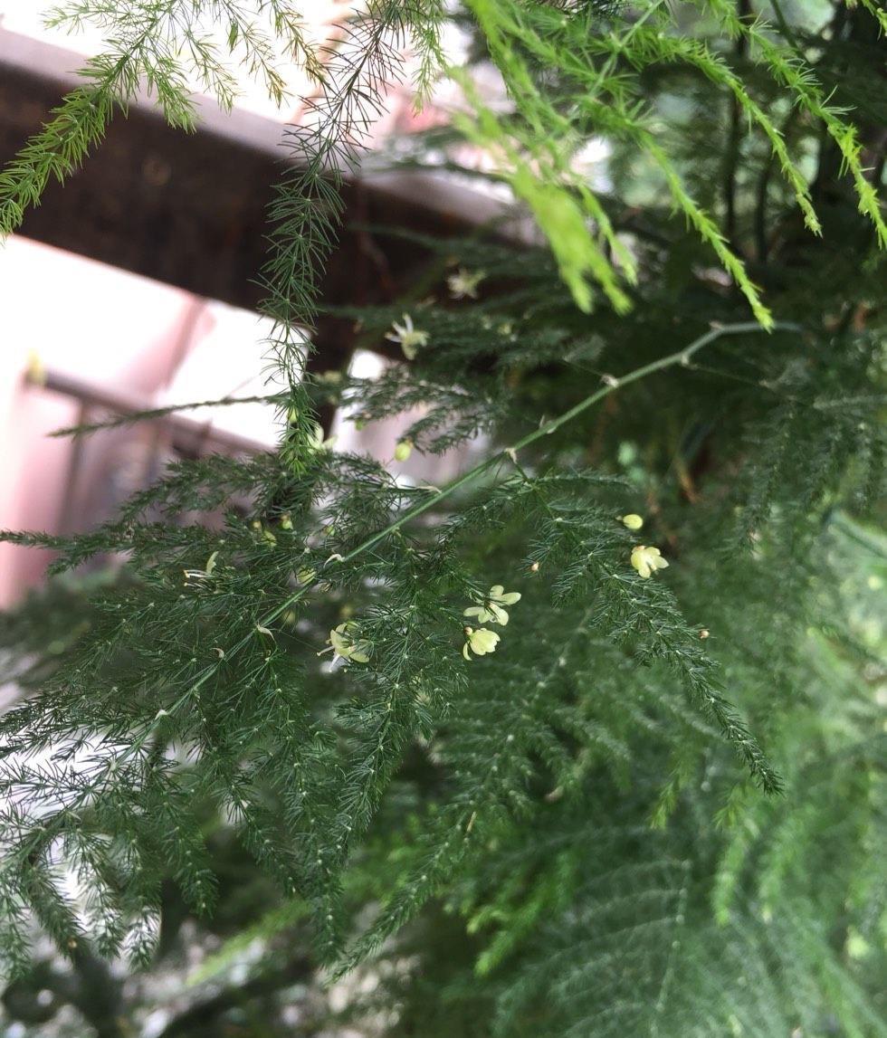 湿润|3种盆栽四季常绿,叶很多很翠绿很好养,在阳台上一直很美