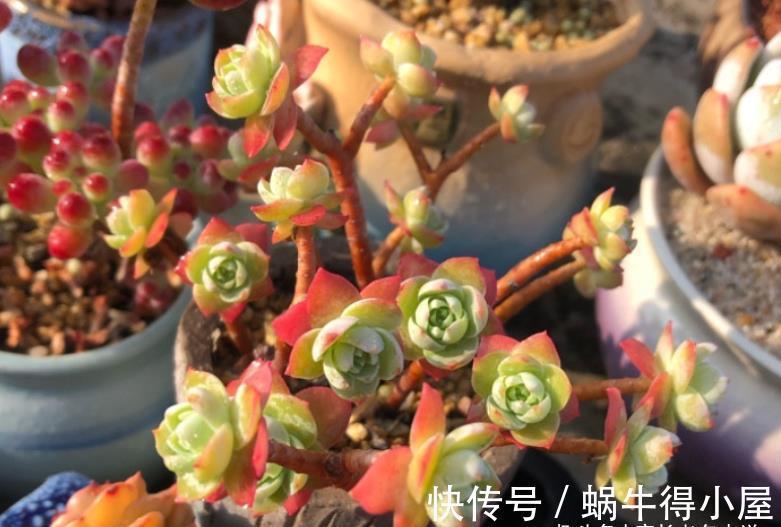 化妆|多肉薄化妆老桩怎么上盆?按这些步骤走起来,服盆后就会很美