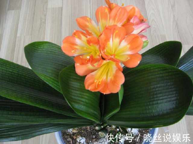绿萝|绿萝、君子兰长得慢,只需花盆里加点饮料,生长的速度拦都拦不住