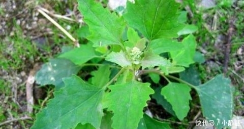 贫血|农村田间喂猪的野菜 能清热解毒 防贫血除口臭