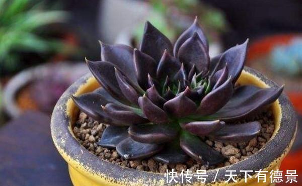 适应能力|暗黑系多肉黑王子,外形硬朗帅气,常被误认为出自东云系