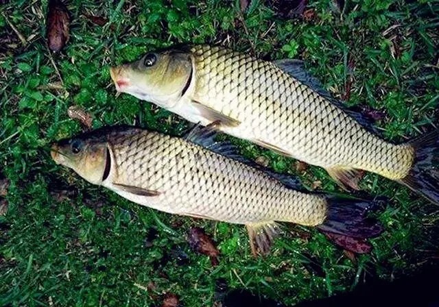 野钓如何钓大鲤鱼？老师傅教你个三个实战技巧，想不爆护都难