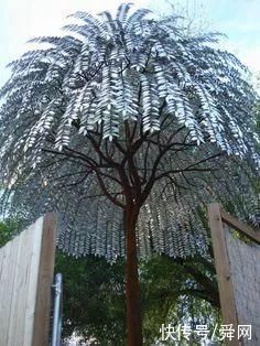 神奇!这个开花树居然可以长成这样震撼世人!真是太美了