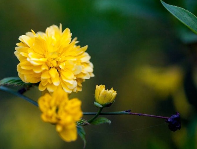 花卉|此花金花满枝,高贵雅致,被认为最有观赏价值的花卉,象征着高贵