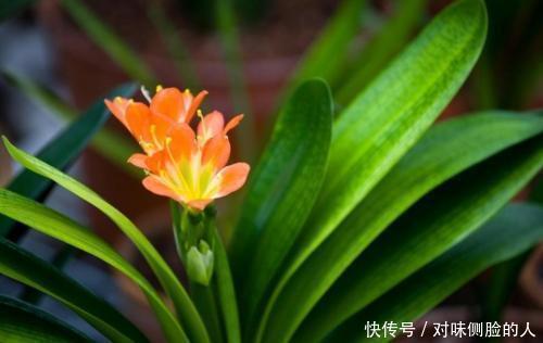张大爷养了8年的君子兰不开花,丢露台上虐一虐,乖乖冒花箭