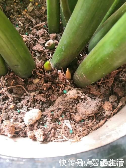 花根|金钱树盆里扔点“东西”,嫩芽争着往外冒,不出俩月就爆盆!