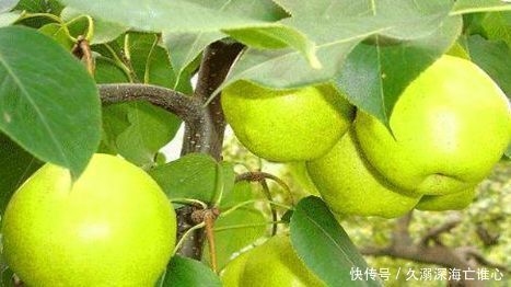 人到中年,推荐吃3种食物,健脑益智,美容防衰老,好处多多