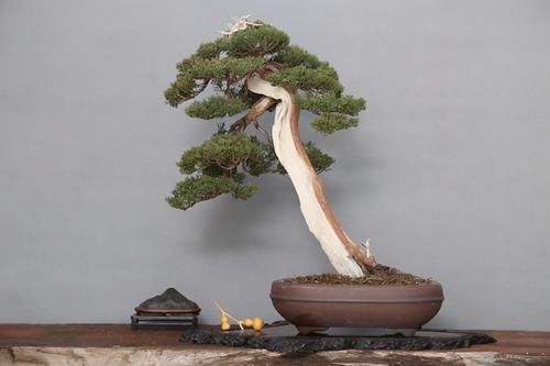 想要养好系鱼川真柏盆景，就要先了解它的生长习性，做好日常养护