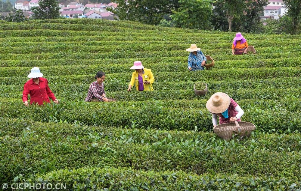 茶农|湖北保康：秋茶采摘忙