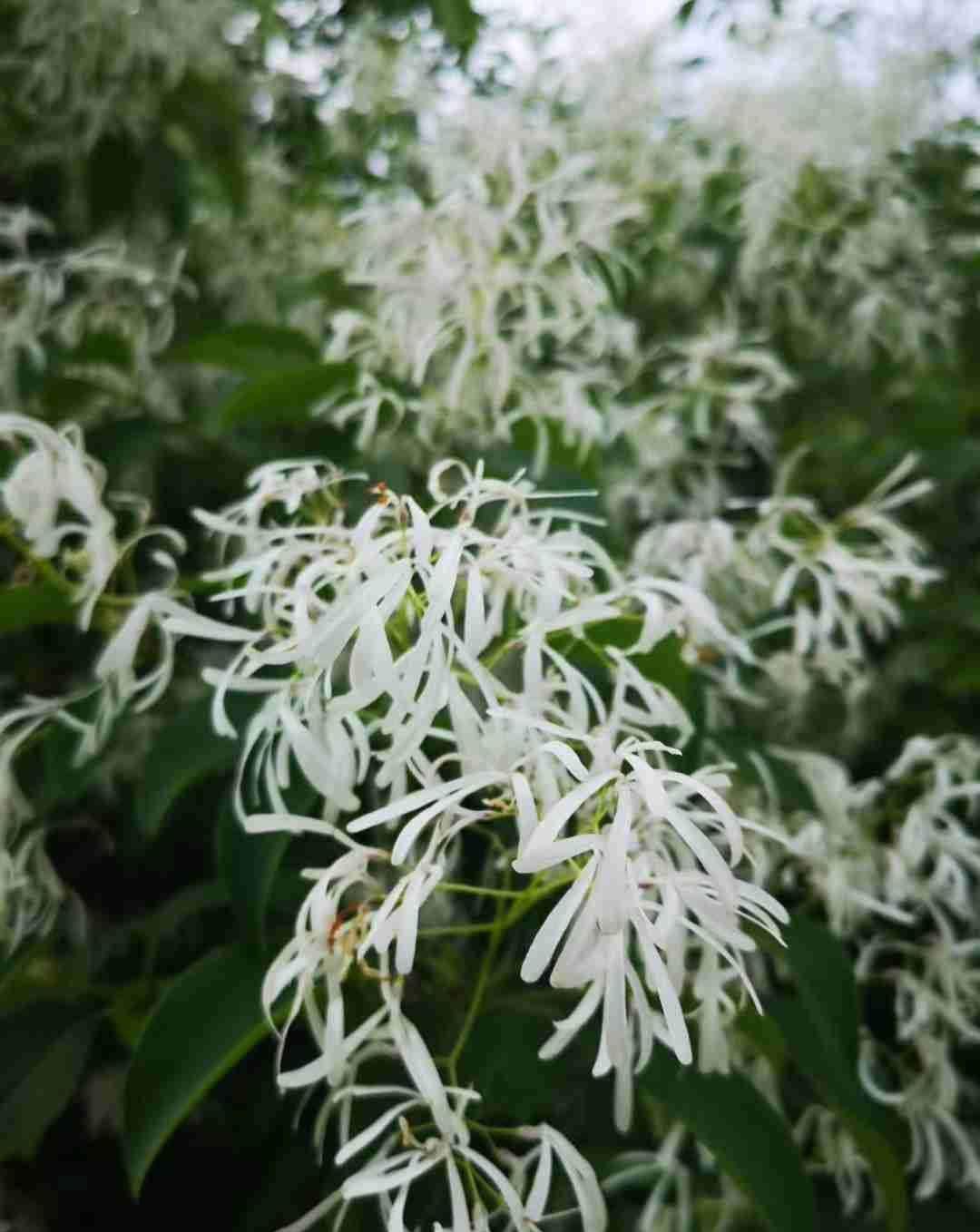 院子里种6种花，开春能开上千朵，院子变花园