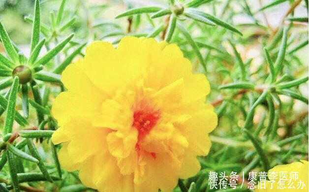 女人想身体好,建议吃的食物,缓解衰老,清理身体毒素,气色红润