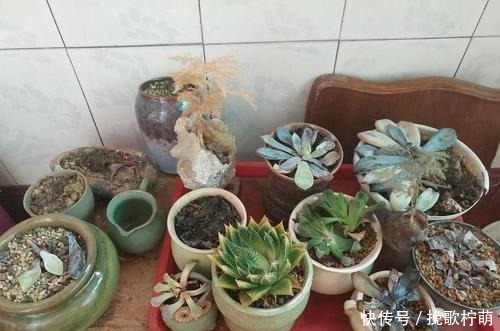 多肉“僵苗”是大事,搞不好就会“死翘翘”,学会3个方法解决!