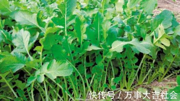 叶子|牛奶鸡蛋靠一边，它是“补钙之王”，可惜太多人不懂，被当成废料