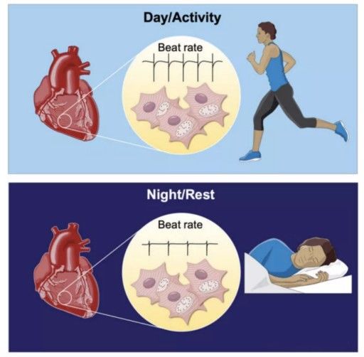 昼夜节律|大脑要工作，心脏想休息！熬夜族，器官也想下班了……