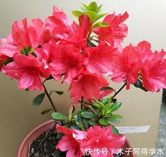 杜鹃花总是开完花就落叶枯萎吗？做好这4点，年年开爆盆