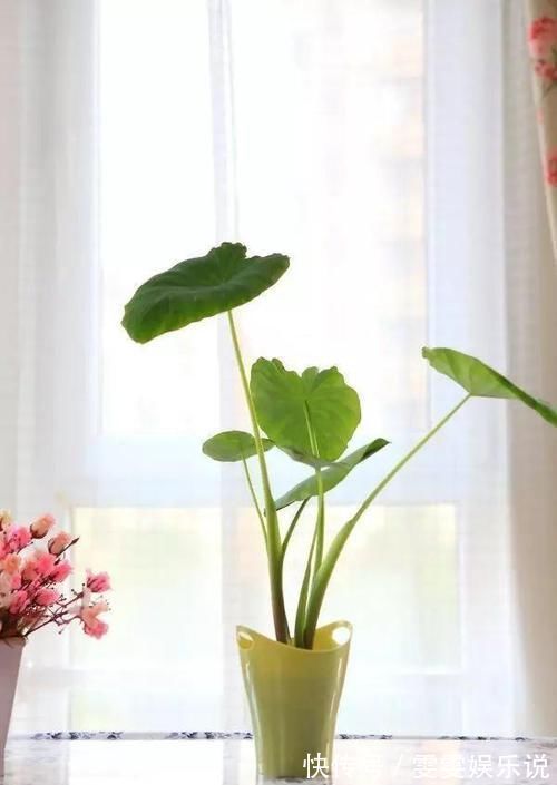 阳台上|一个芋头芽,埋在花盆里,10天长成大盆景,比龟背竹还漂亮