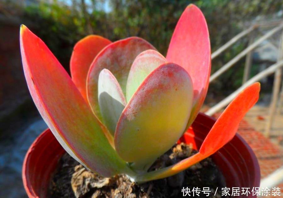 妙招|多肉唐印的变红小妙招,颜色鲜艳的秘密,分享给你