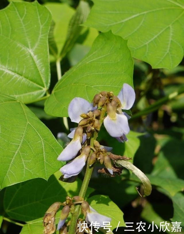 这植物果实有毒, 却也成了农民的“致富草”, 亩产可达10000斤