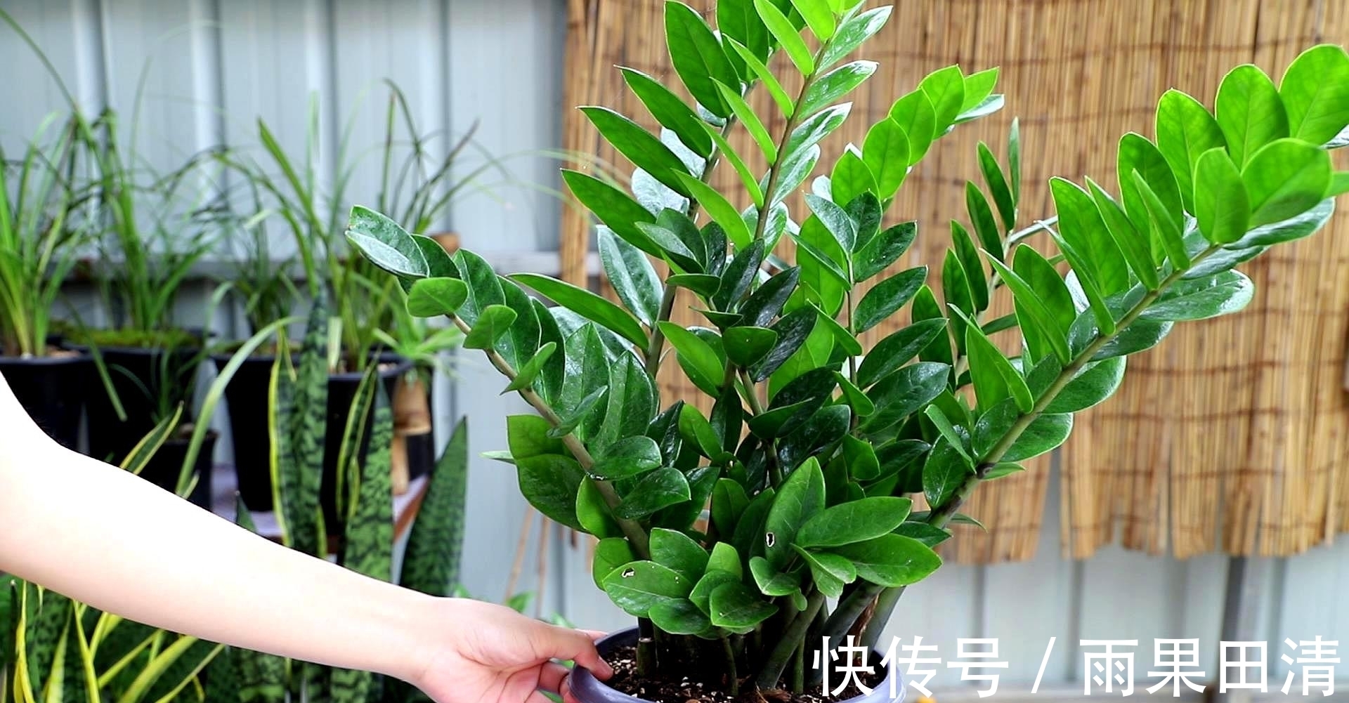 金钱树冬天怎么养？2个重点要了解，避免黄叶掉叶，茎杆黑腐