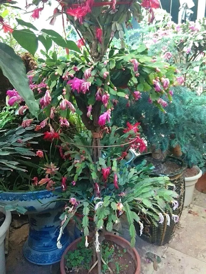 嫁接|这东西和蟹爪兰天生一对,嫁接百分百活,轻松变身蟹爪兰大树!