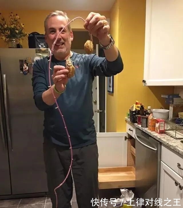 土豆|土豆发芽有多恐怖!26张照片告诉你,它才是这个星球最神奇生物