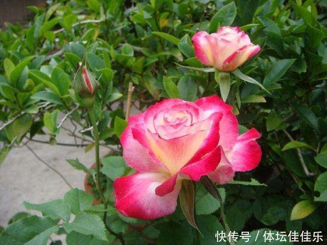 很经典的8种灌木月季,值得拥有,不要错过