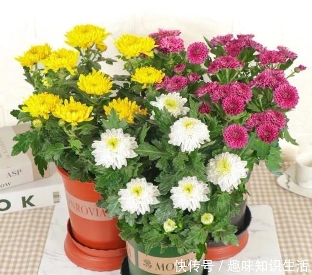 鸡蛋花|人养花、花也养人，医生喜欢养的八种花，家里养一盆，清雅又健康！