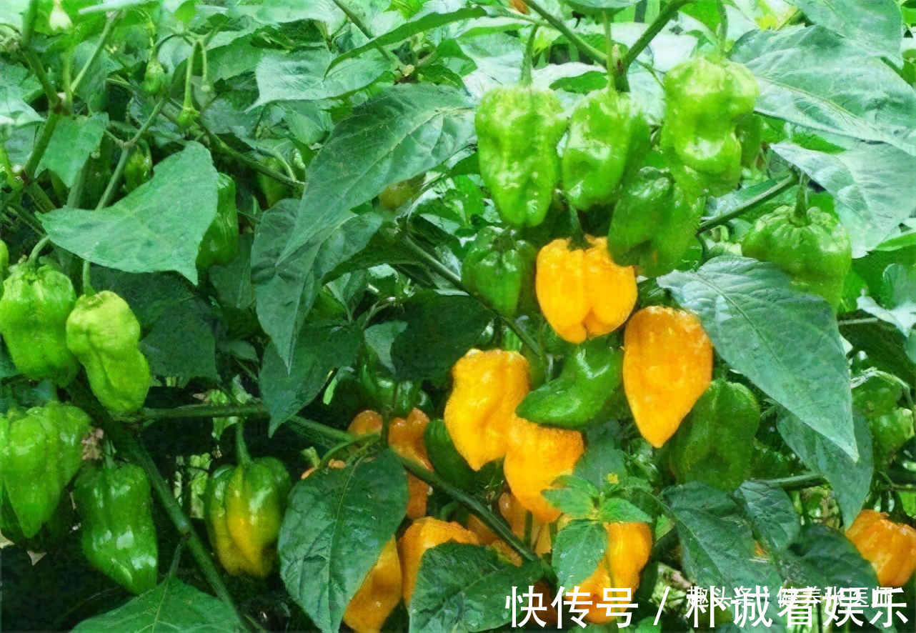 营养|适合夏天吃的三种食物，营养丰富，延缓衰老，爱吃就赚了