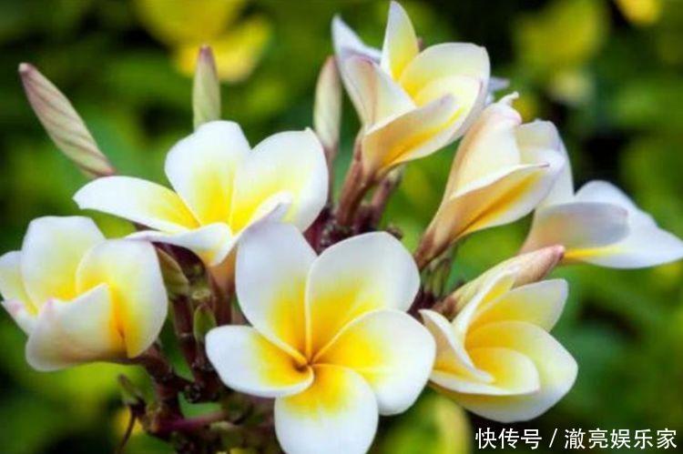 开花最香的4种花,家里养一盆,开花多、长得快,花团锦簇