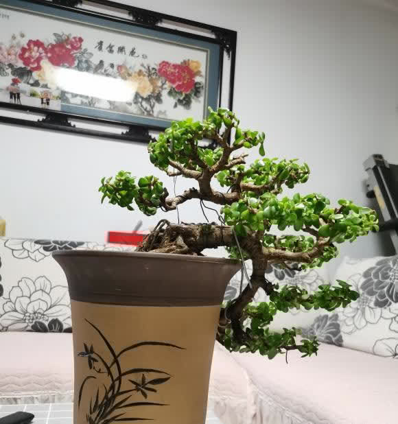 金枝玉叶的造型顺序,先养桩,后剪枝,多晒太阳,形状更美