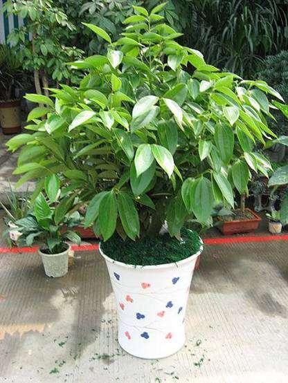 “2种花”放客厅，“旺运”又镇宅，比吊兰都好，养1盆净化空气