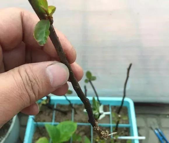 生根|天热了就插4种花,生根快长势好,一插一大盆