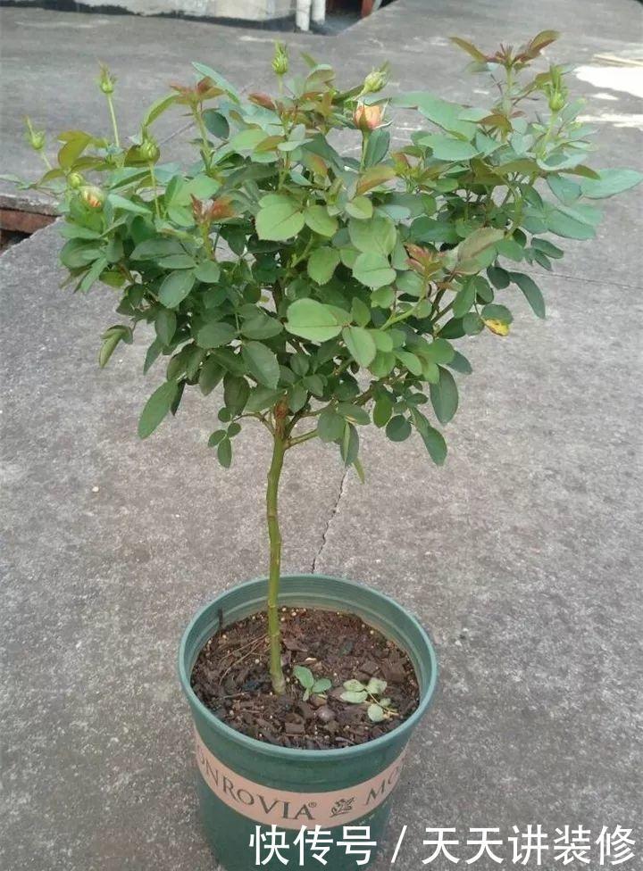 植株|这些“漂亮花”，夏天赶紧剪，剪得越狠，开花越多，剪错了没花看