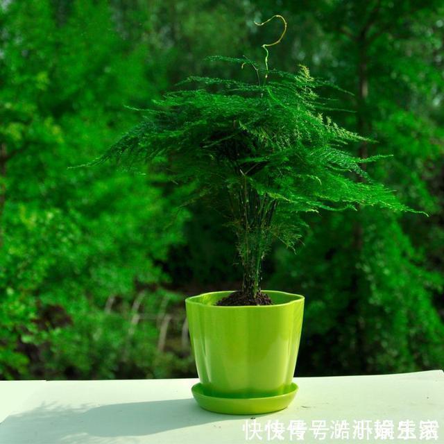 花卉|文竹黄叶不要慌,这“3种”物品,兑水浇盆里,黄叶全不见!