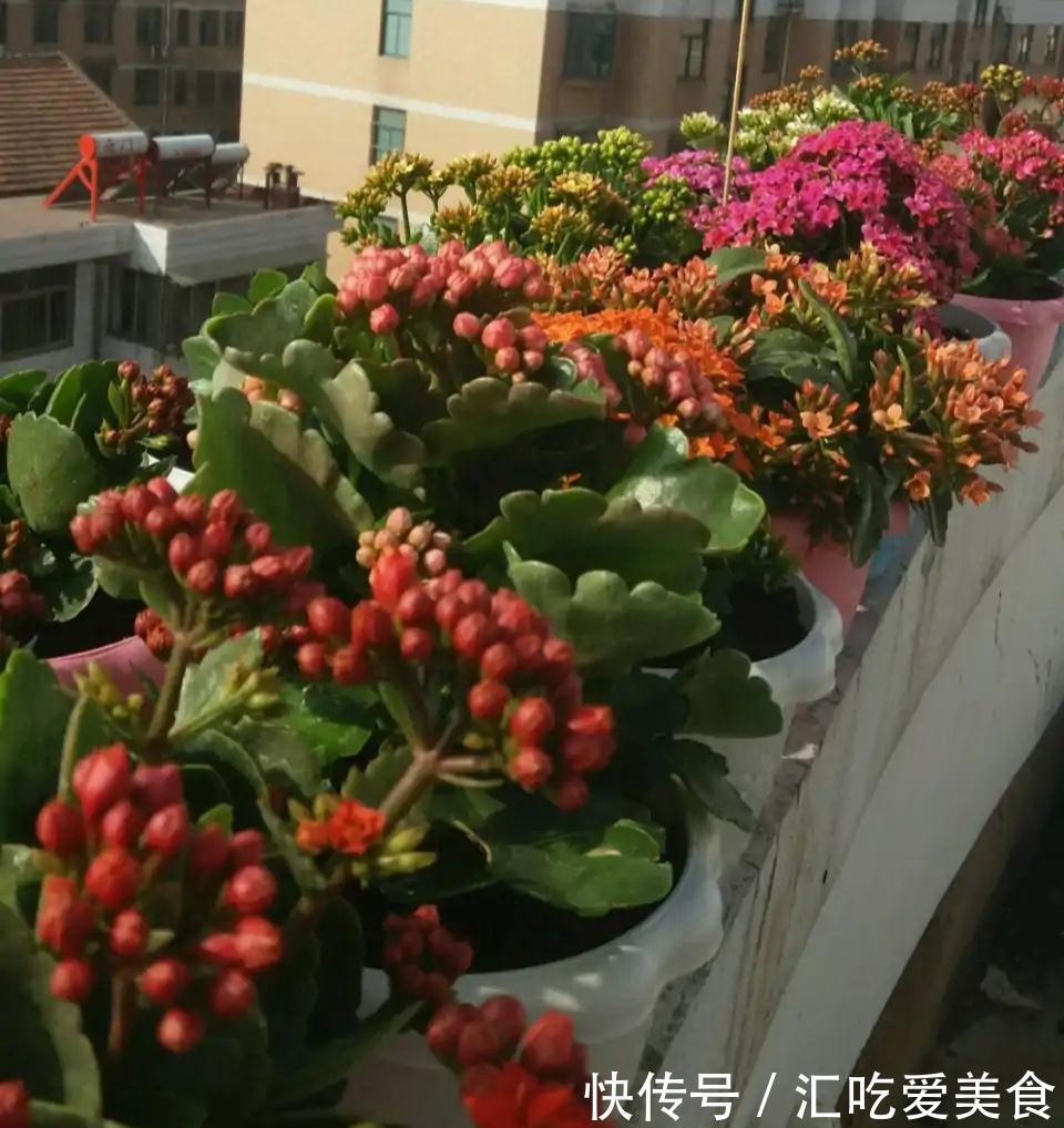 长寿花“装菜”不开花?打开3个“小开关”,满满大花苞,开仨月