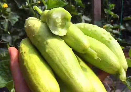 高温|三伏天防高温中暑，奶奶叮嘱我：多吃“1豆3瓜”，清热解暑过夏天