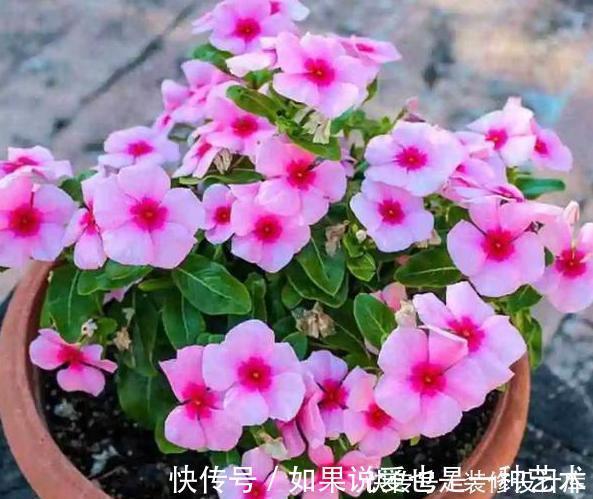 操作方式|养花别再买多菌灵了，用它来代替，植株生根快，还能省下不少钱