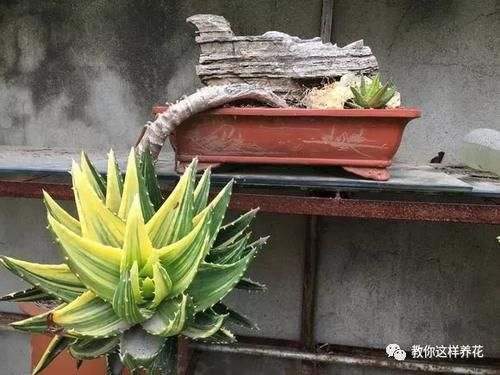 太省心的花，1个月浇一次就行，叶子长的还超旺盛！