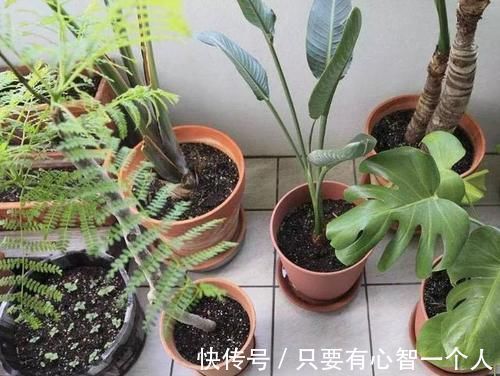 自制肥料难不难？有着20年经验的养花人：懂“这2样”就够了