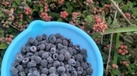 农村|农村特有的这种“鸡屎泡”，你吃过没？中医说它可是味很好的药材