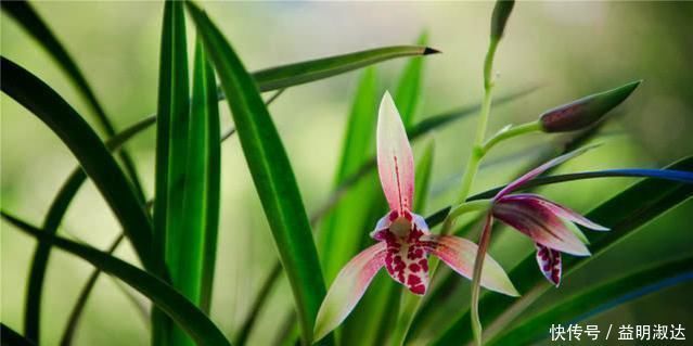 养兰花,牢记3点,兰花不烂根,不腐芽,猛发壮苗,花朵呼呼开