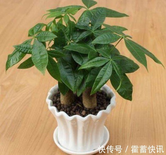 红星凤梨|“3种花”有钱人争着养,招财还招福,养得好一帆风顺,财源广进