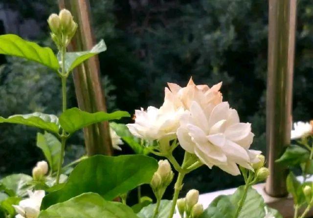 不伤|开春了快给三角梅,茉莉花浇一种水,不伤流,早发芽早开花