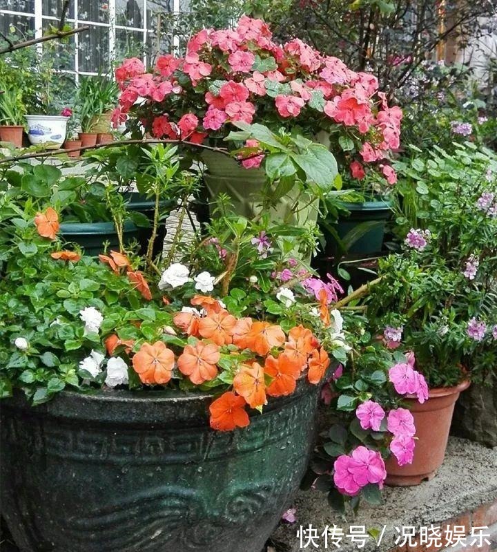 种花|30斤的大水缸,拿来养花成宝贝,怪不得都抢着要
