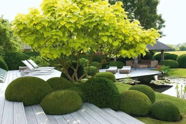 植物“整形”，花样百出