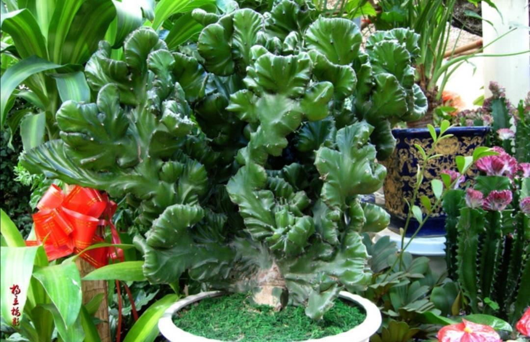 1种植物叫“玉麒麟”，株型奇特，美观大方，养在家里还能招财