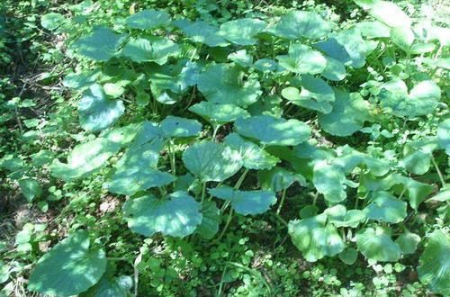  稀少|1种野草，营养成分多，是“癌细胞”克星，很稀少，见到望珍惜